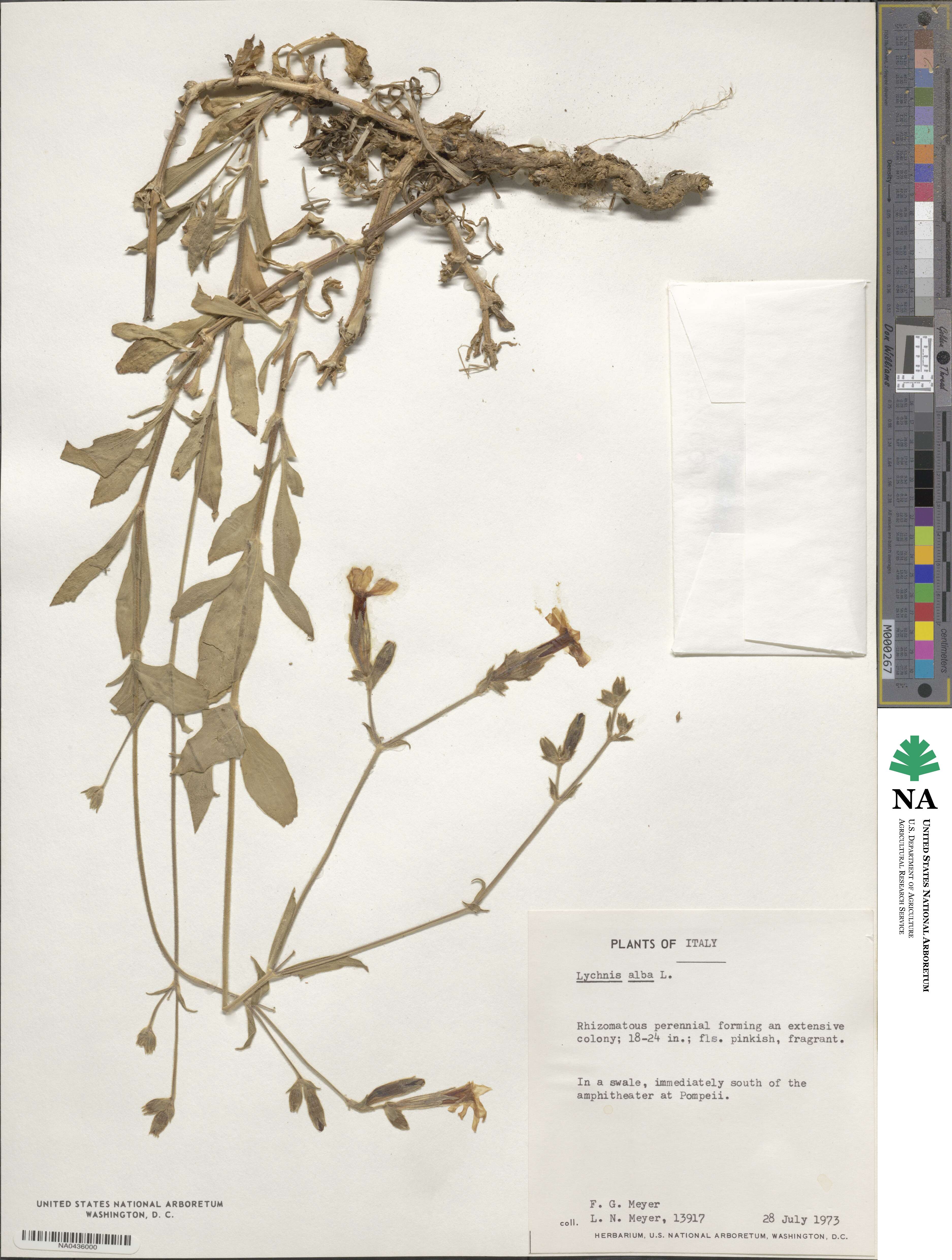 Silene latifolia subsp. alba image