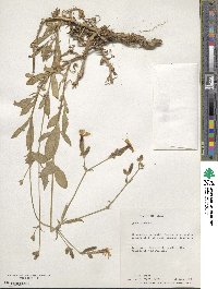 Silene latifolia image