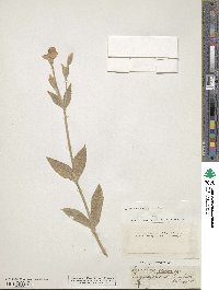 Lychnis coronaria image