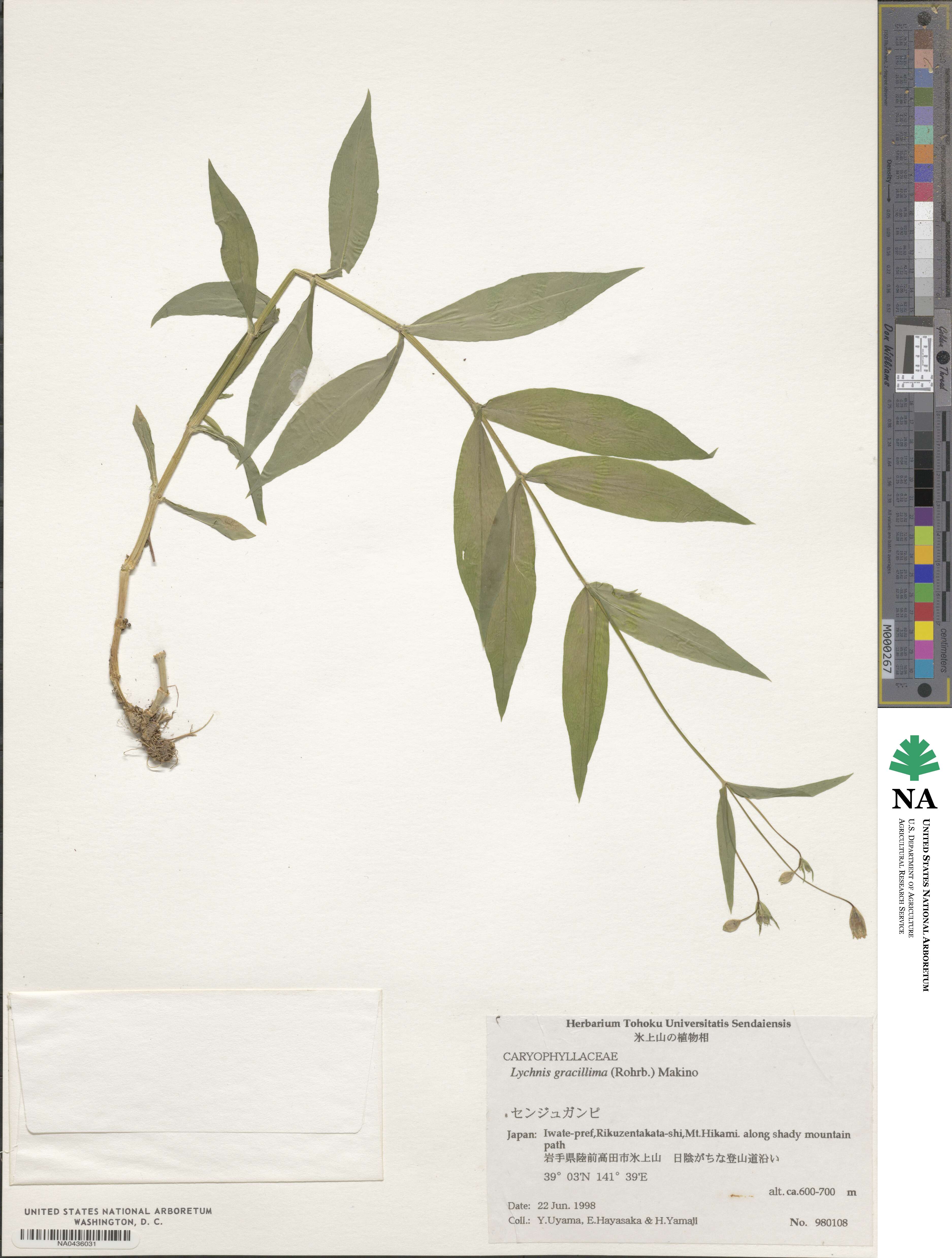 Silene gracillima image
