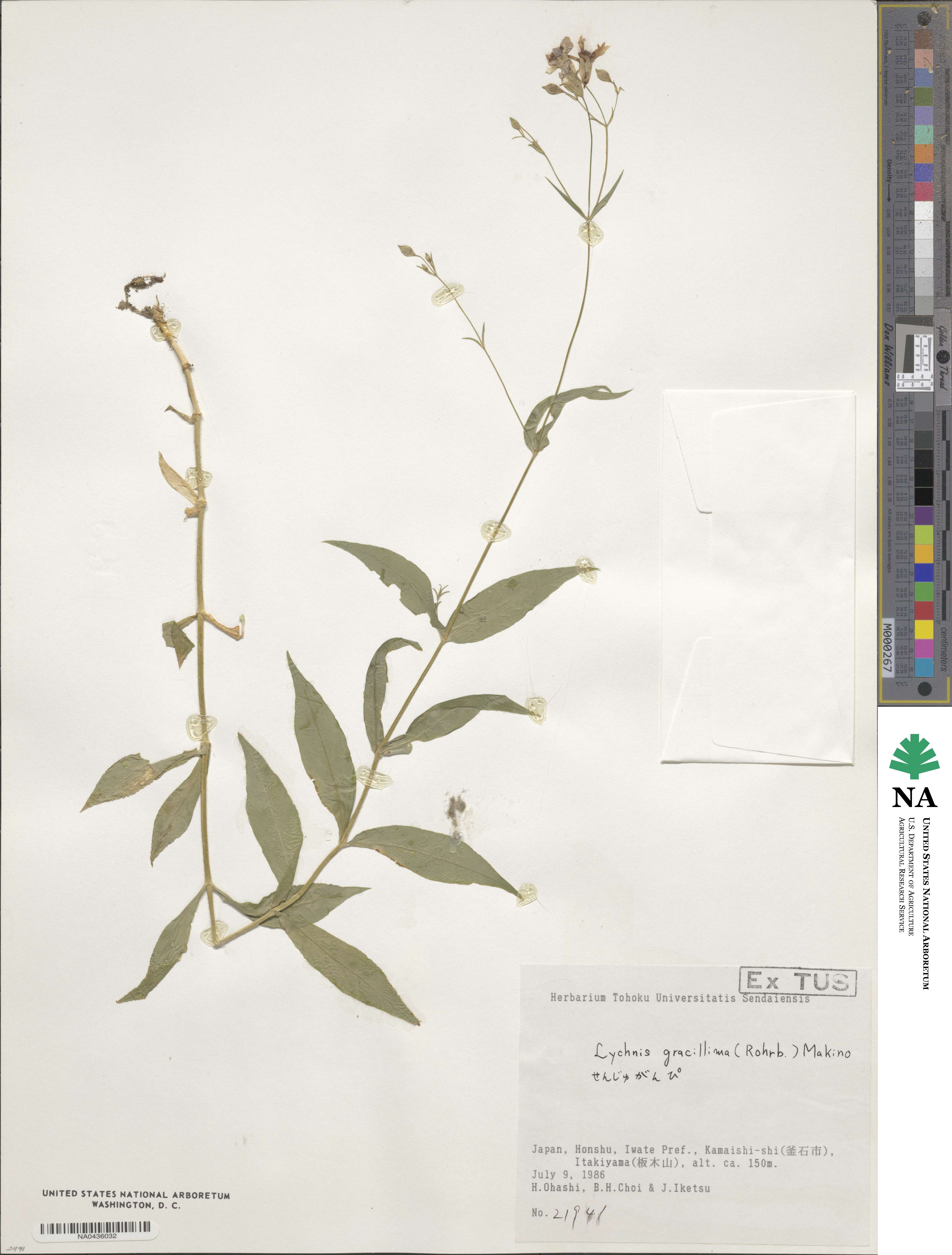 Silene gracillima image