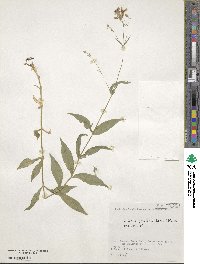 Silene gracillima image