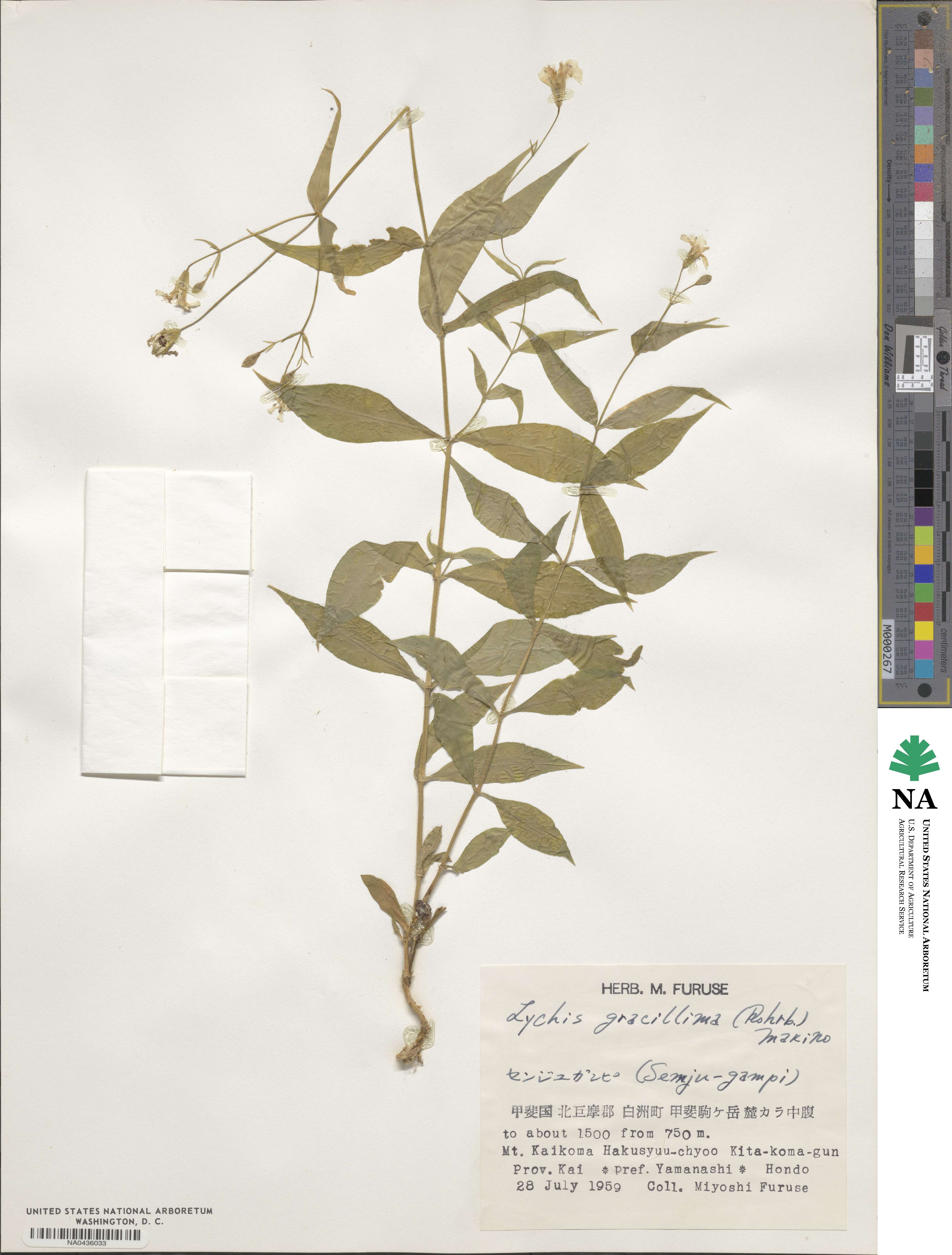 Silene gracillima image