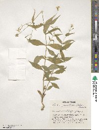 Silene gracillima image