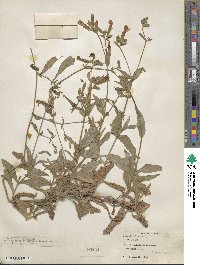 Silene latifolia image