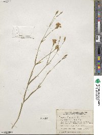 Eudianthe coeli-rosa image