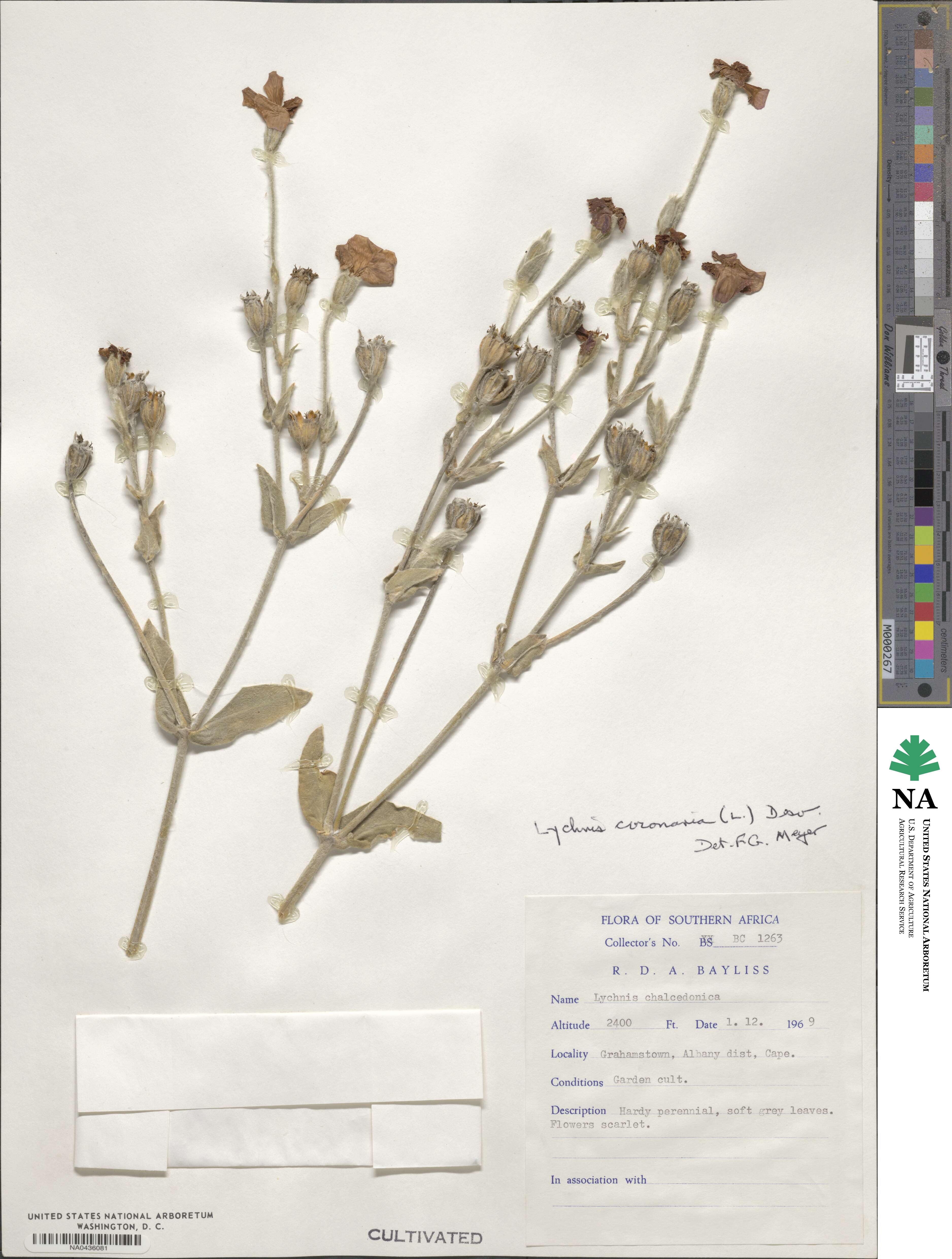 Lychnis coronaria image