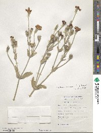 Lychnis coronaria image