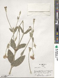 Lychnis coronaria image