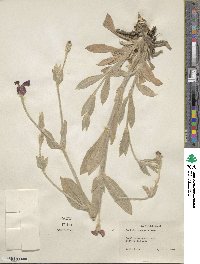 Lychnis coronaria image