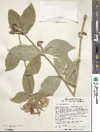 Silene sinensis image