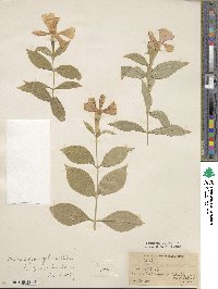 Silene sinensis image