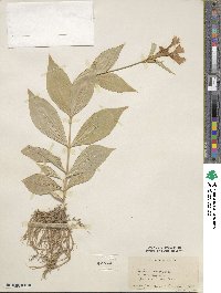 Silene sinensis image