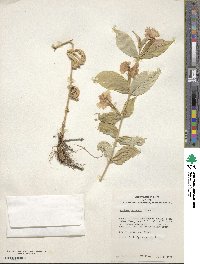 Silene sinensis image