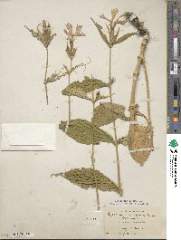 Silene sinensis image