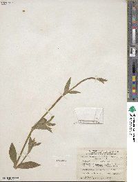 Silene dioica subsp. dioica image