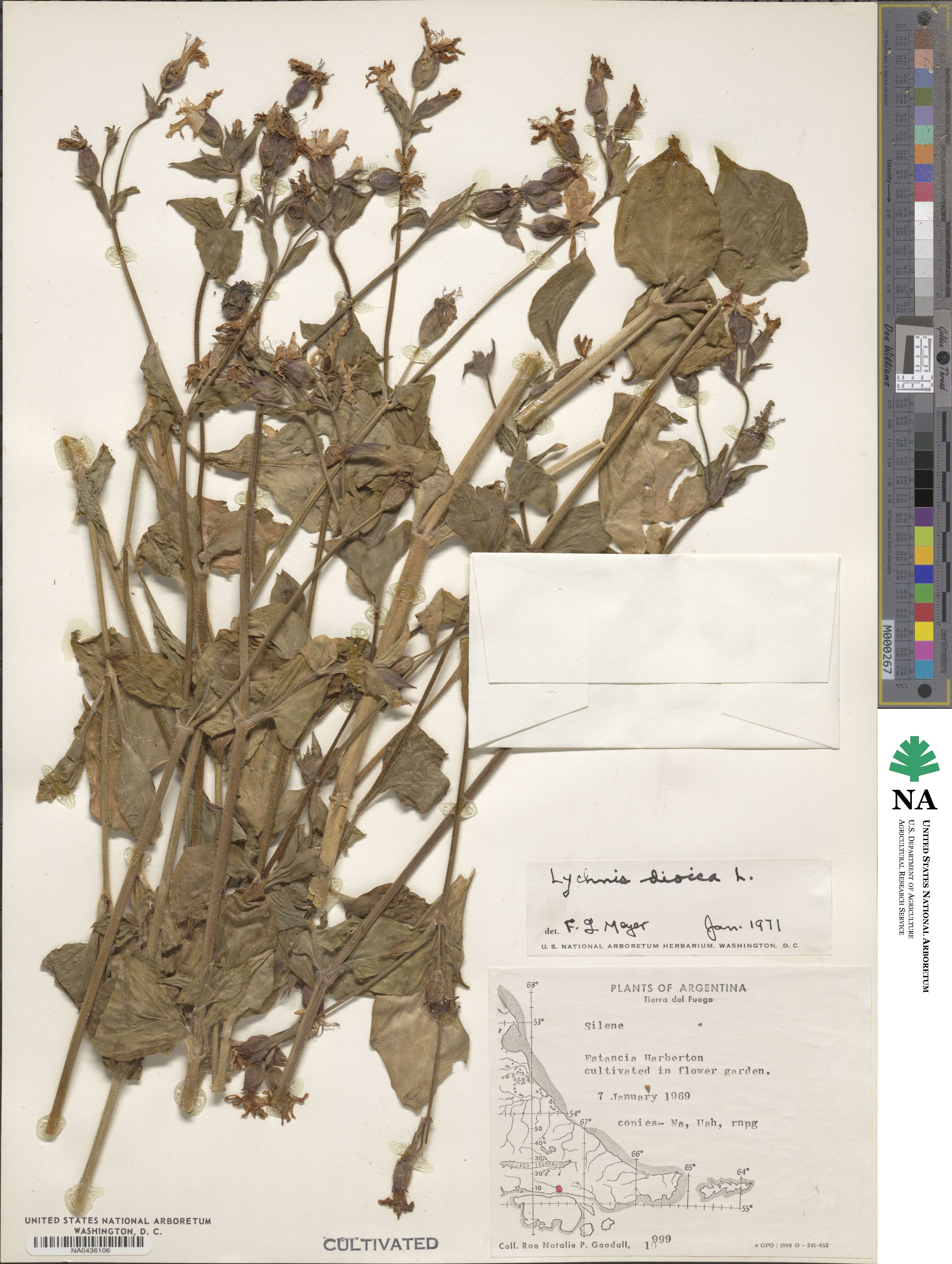 Silene dioica image