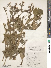 Silene dioica image