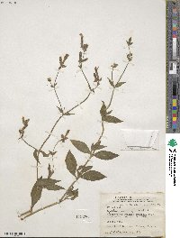 Silene dioica image