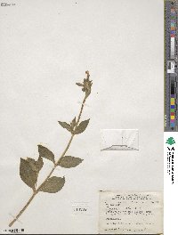 Silene dioica subsp. dioica image