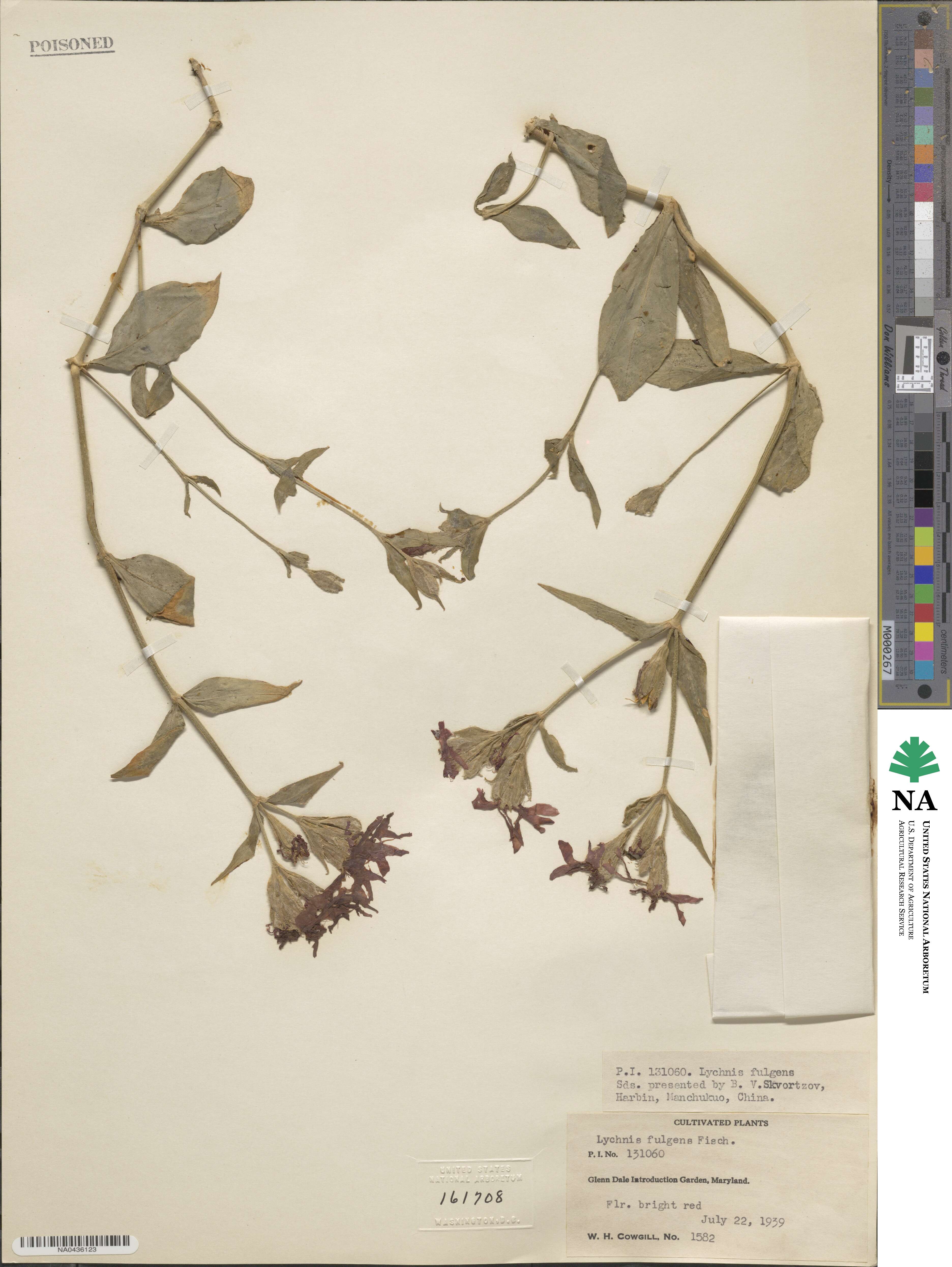 Silene fulgens image