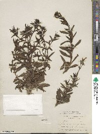 Silene latifolia image