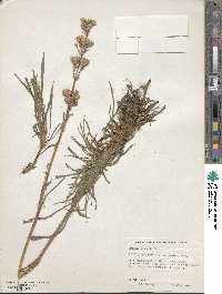 Viscaria vulgaris image