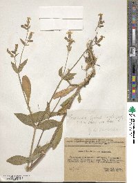 Silene latifolia image