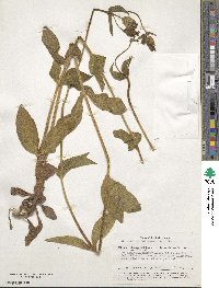 Silene latifolia image