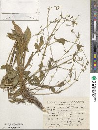 Silene latifolia image