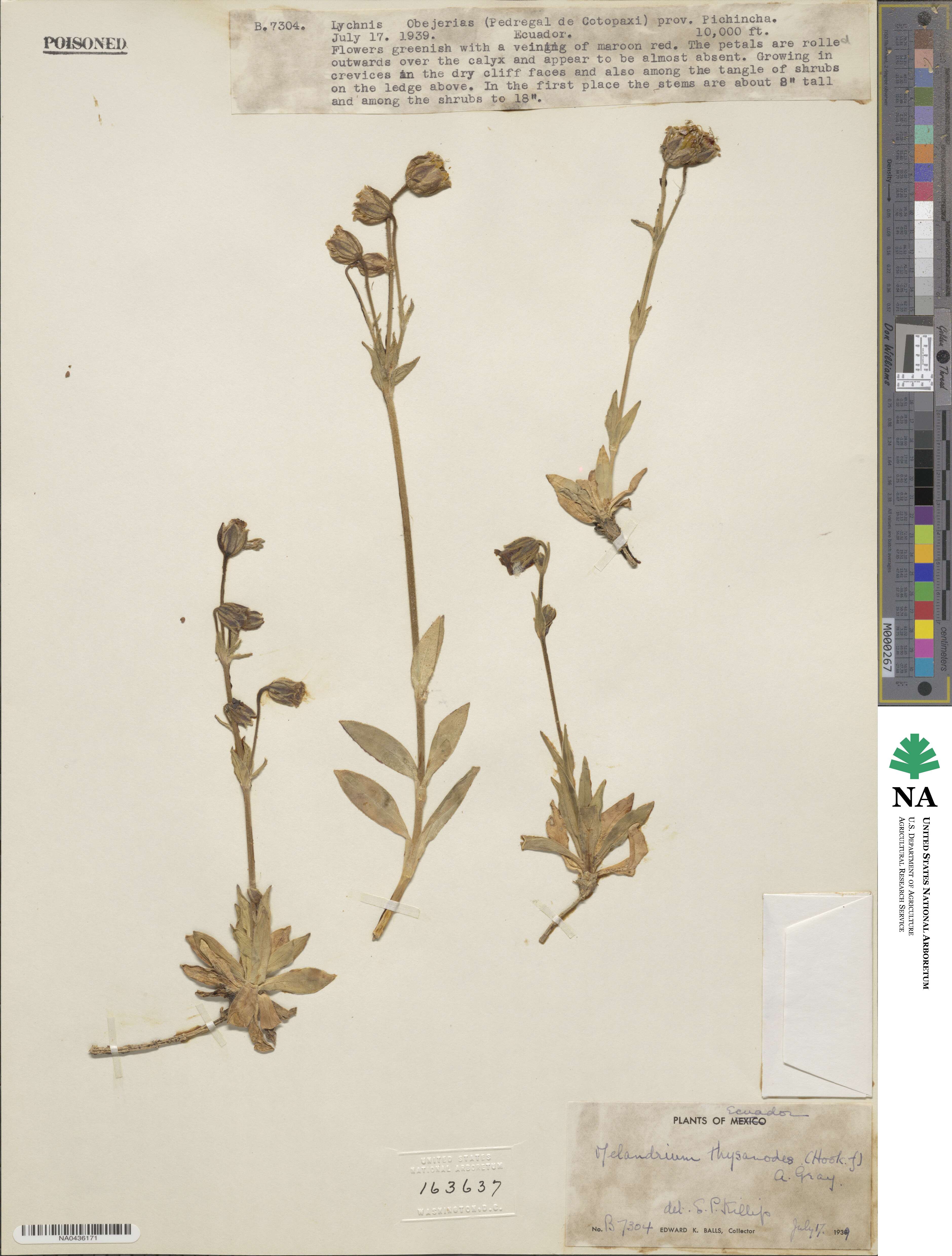 Silene thysanodes image