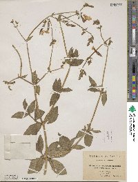 Silene latifolia image