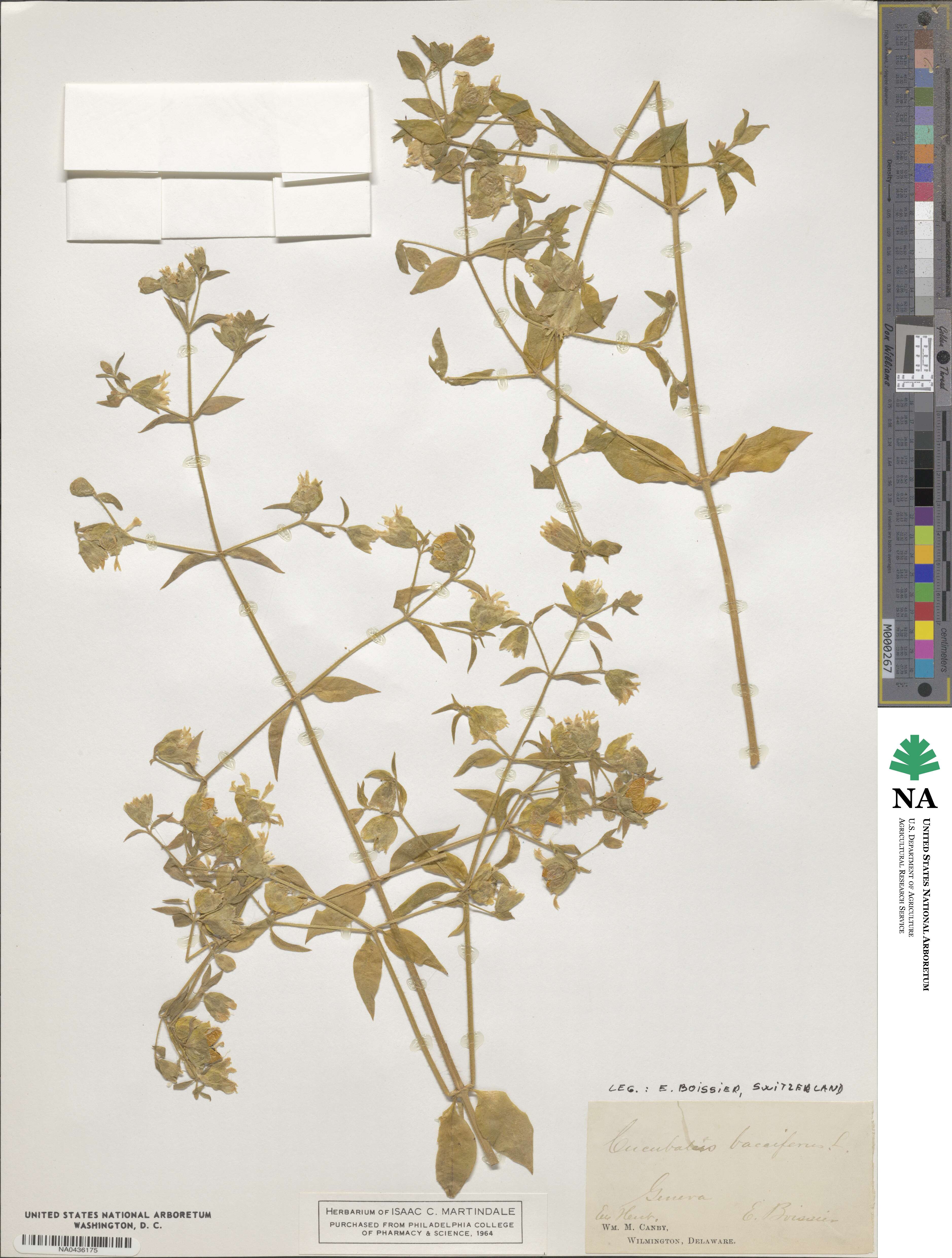 Silene baccifera image