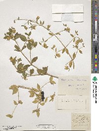 Silene baccifera image