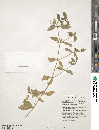 Silene baccifera image