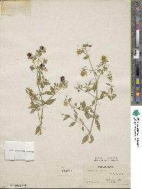 Silene baccifera image