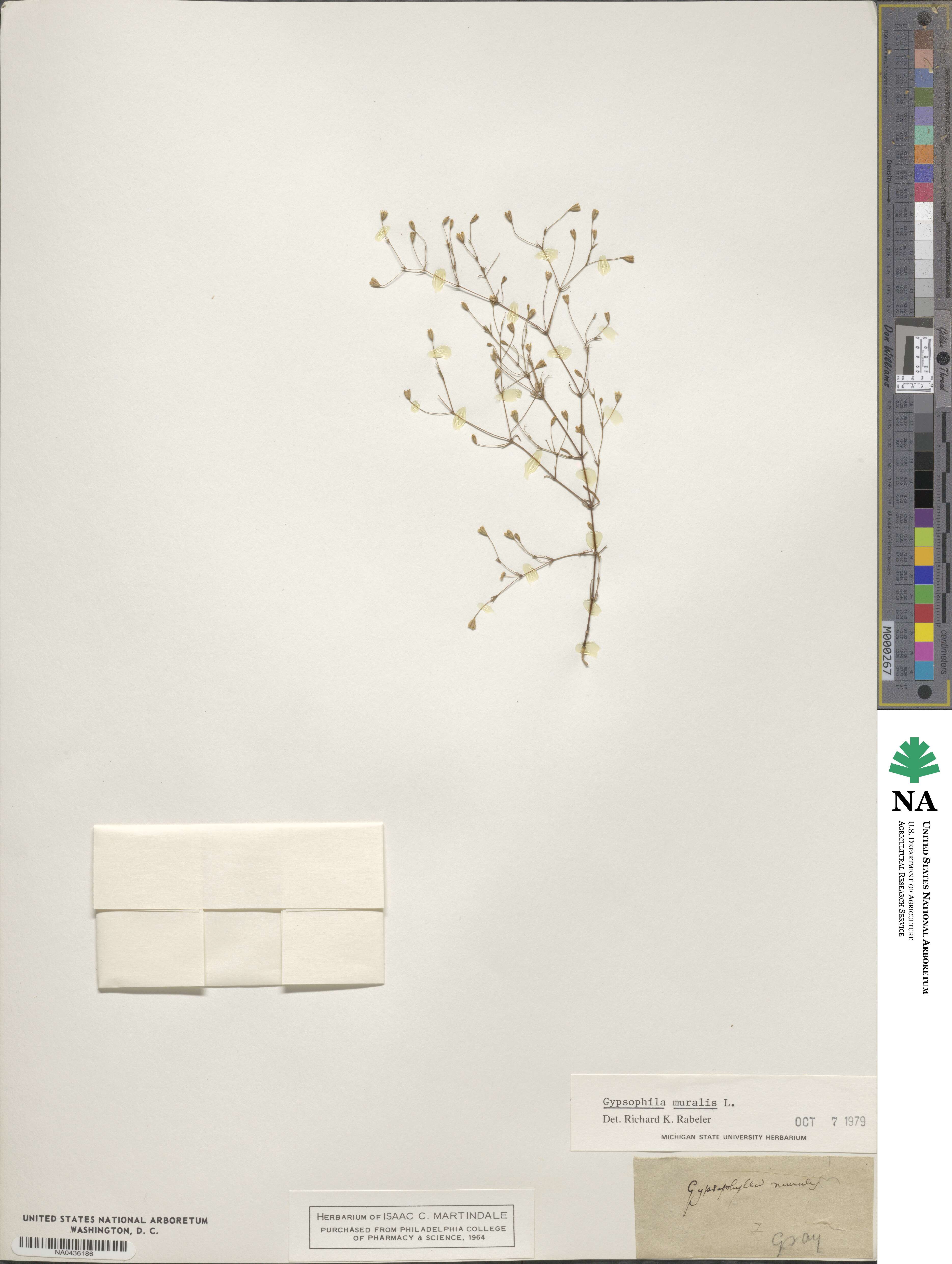 Psammophiliella image