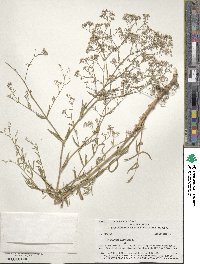 Gypsophila paniculata image