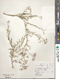 Gypsophila paniculata image