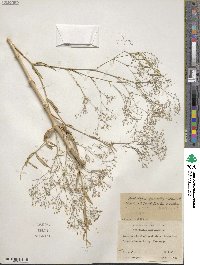 Gypsophila paniculata image