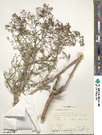 Gypsophila paniculata image