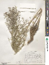 Gypsophila paniculata image