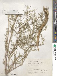 Gypsophila paniculata image