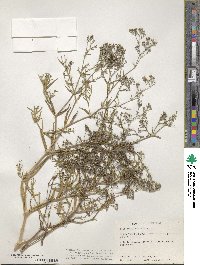 Gypsophila paniculata image