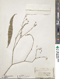 Gypsophila acutifolia image