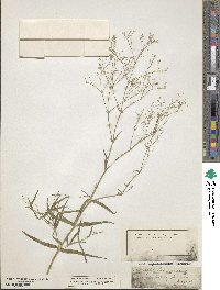 Gypsophila fastigiata image