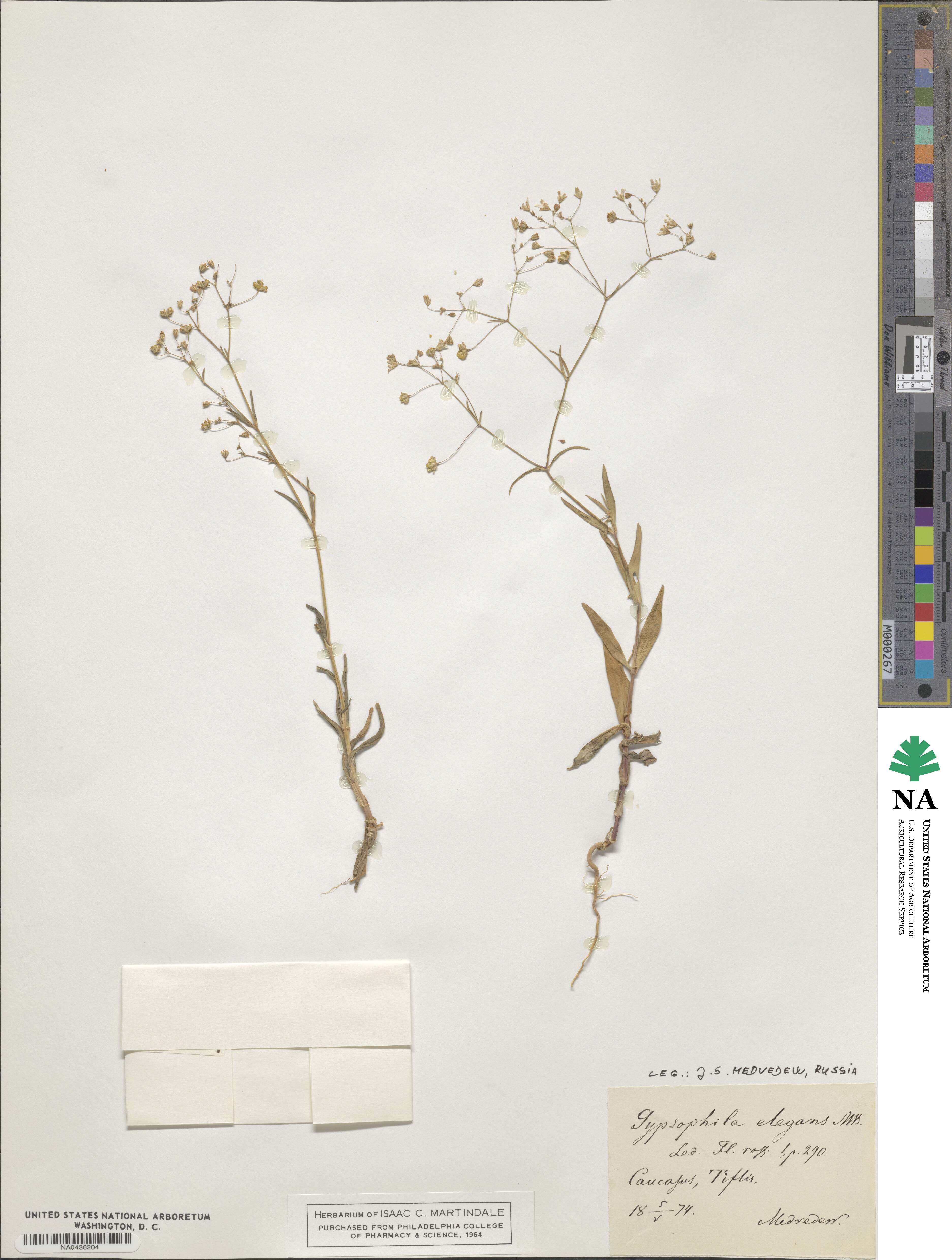 Gypsophila elegans image