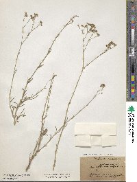 Gypsophila fastigiata image