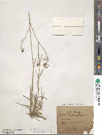 Gypsophila fastigiata image