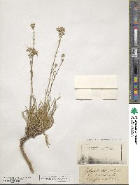 Gypsophila fastigiata image